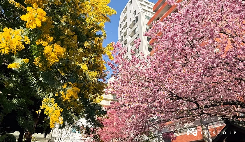 藏前神社櫻花和金合歡爭艷